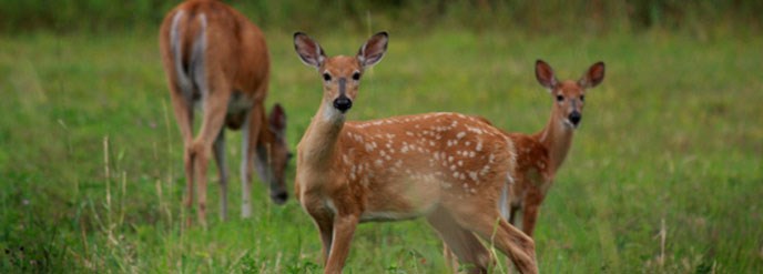 deer deer