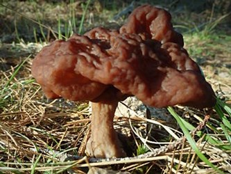 False Morel