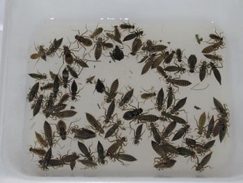 Larval Dragonflies