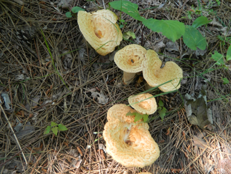Mushrooms And Other Fungi Voyageurs National Park U S National Park Service Mushrooms And Other Fungi Voyageurs National Park U S National Park Service