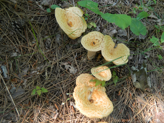 Mushrooms And Other Fungi Voyageurs National Park U S National Park Service