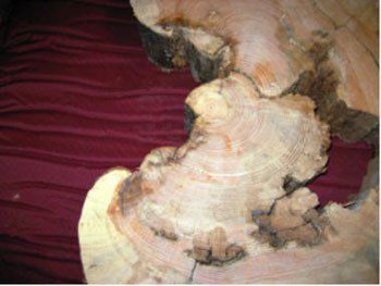A tree cookie with burn scars