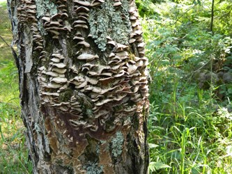 Turkey Tail