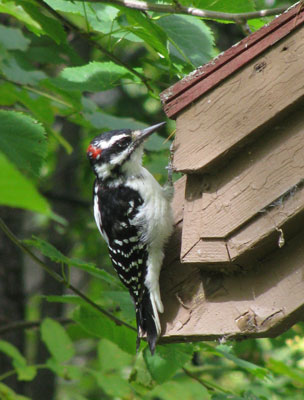 Hairywoodpecker Hairywoodpecker