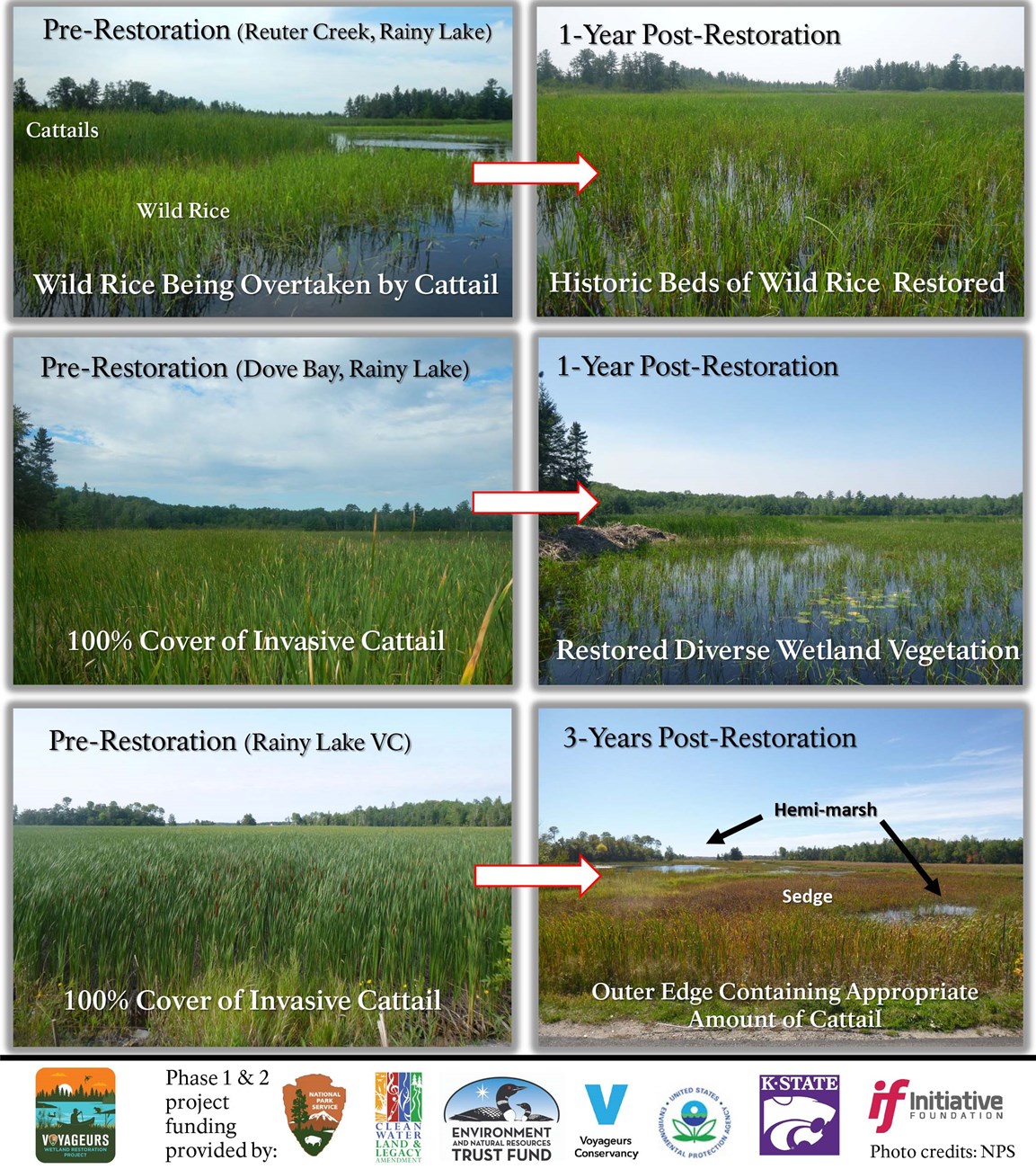 three views of before and after restoration, showing less cattails and more wild rice