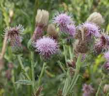Canada Thistle Canada Thistle