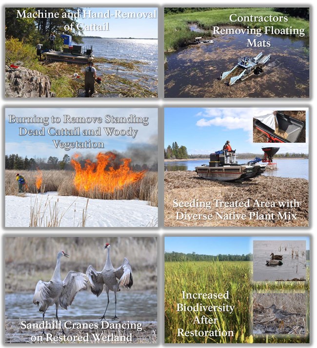 six images of wetlands restoration work.  Machine and hand removal along a shoreline, removing floating mats from a boat, burning dead cattail stands, seeding treated area with native plants,white and grey cranes on  wetland, green strands of wild rice