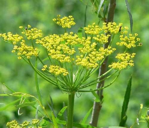 A broad, flat- yellow flowered topped plant