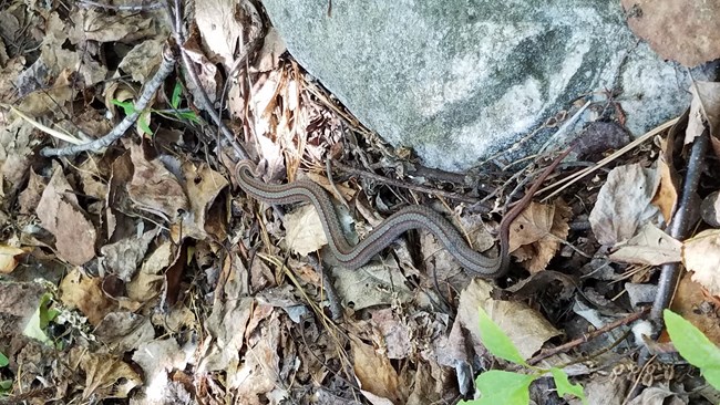 A redbellied snake curves itself along dried leaves on the ground. Its brown back helping it to blend in with the surroundings.