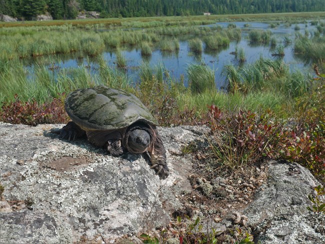 A large common snapping turtle sits on a rock.