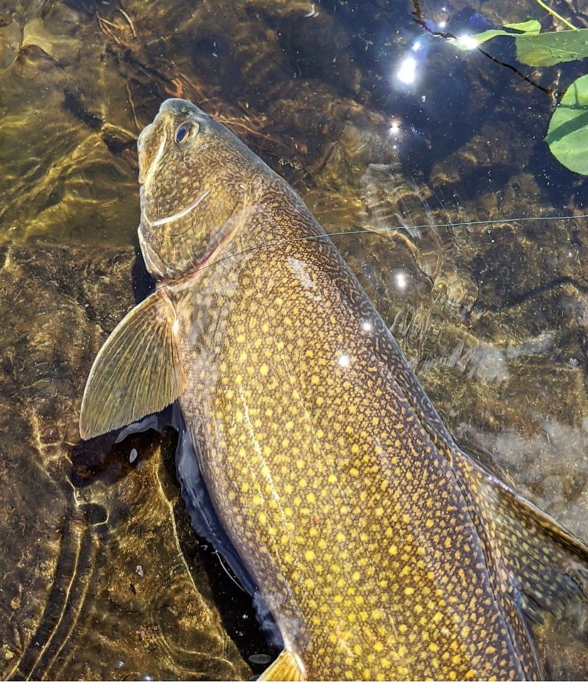 One side of a lake trout is showing right above the water. Lake trout possess a deeply forked caudal fin and a slate grey to greenish body with lighter undersides. Cream to yellow spots are generally present on the head, body and dorsal and caudal fins.