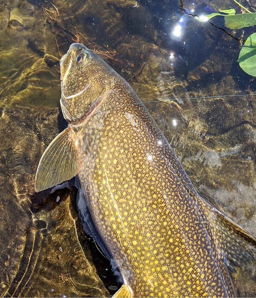 Fish - Voyageurs National Park (U.S. National Park Service)