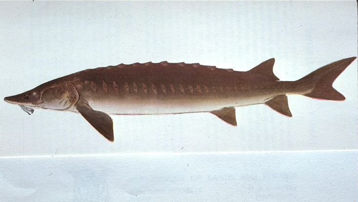 A drawing of a Lake Sturgeon. The lake sturgeon have a sleek shape and rows of bony plates on its sides. They have greenish-grey coloring and elongated, spade-like snouts with two pairs of whiskers.