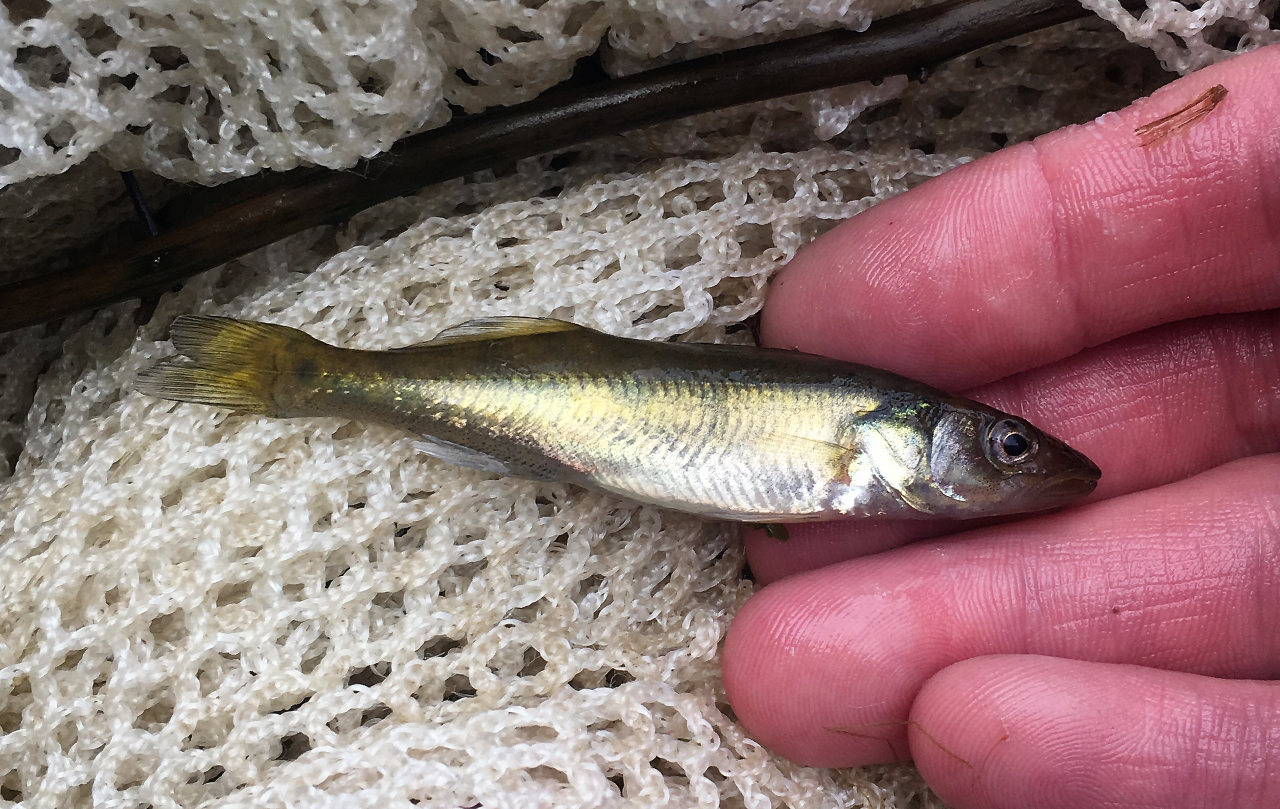 A young walleye fish lays on it's side in a hand.