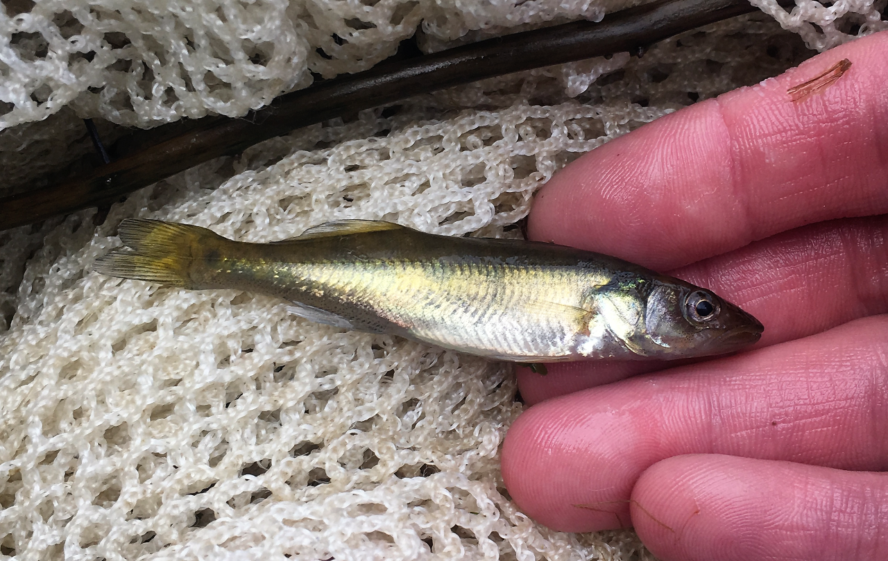 Fish - Voyageurs National Park (U.S. National Park Service)