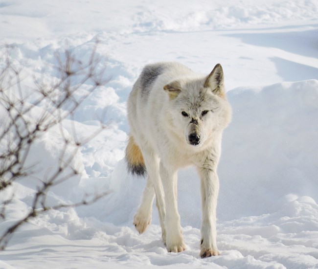 Gray wolf - Voyageurs National Park (U.S. National Park Service)