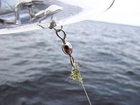 Spiny water fleas appear as a gelatinous mass on a fishing line. Spiny water fleas shown on fishing line.