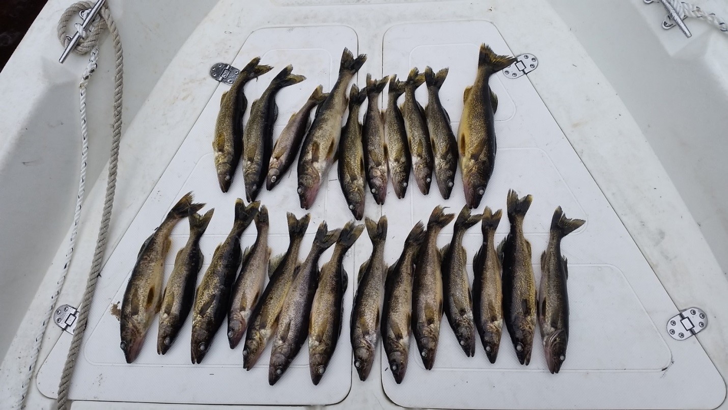 Overlimit of walleye, seized fish from July 1, 2017 A overlimit of walleye which was seized by US Park Rangers on July 1, 2017.