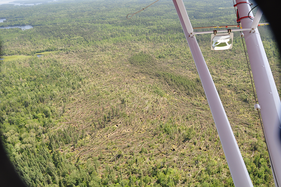 A photo taken from an airplane shows a huge mass of fallen trees surrounded by forest and lying in a large, roughly circular pattern.