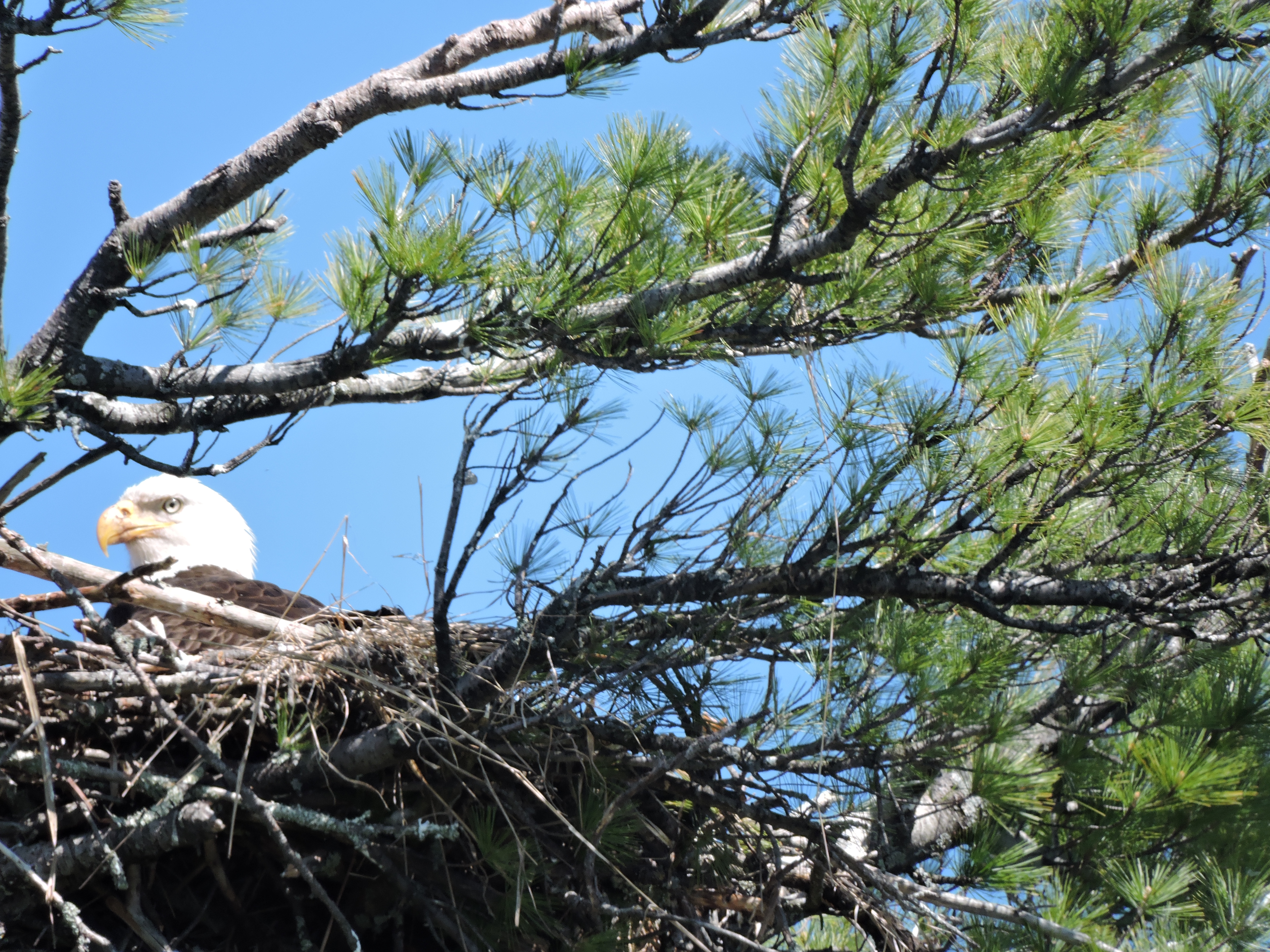 bald eagle sitting on nest