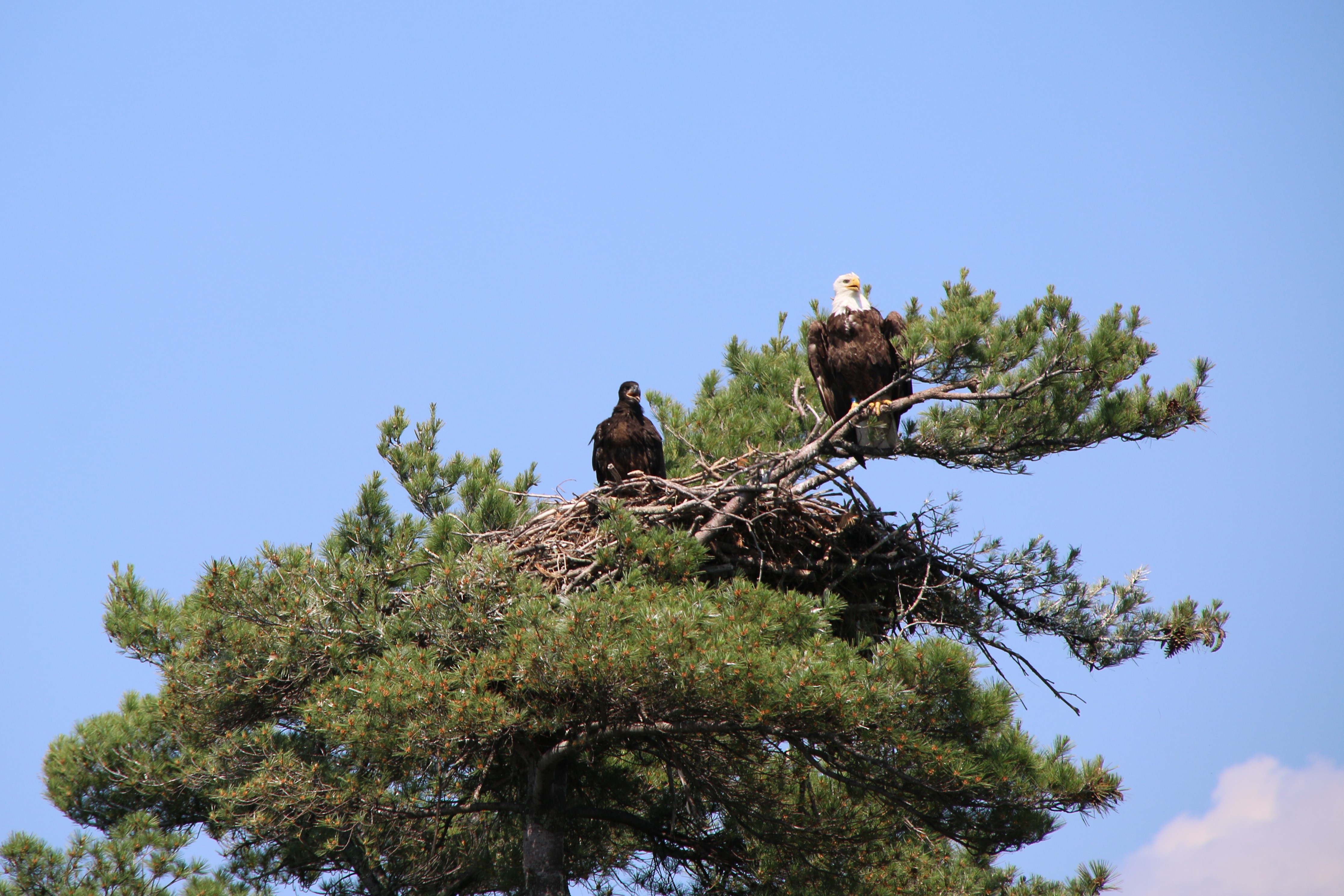Adult and young eagle in tree top