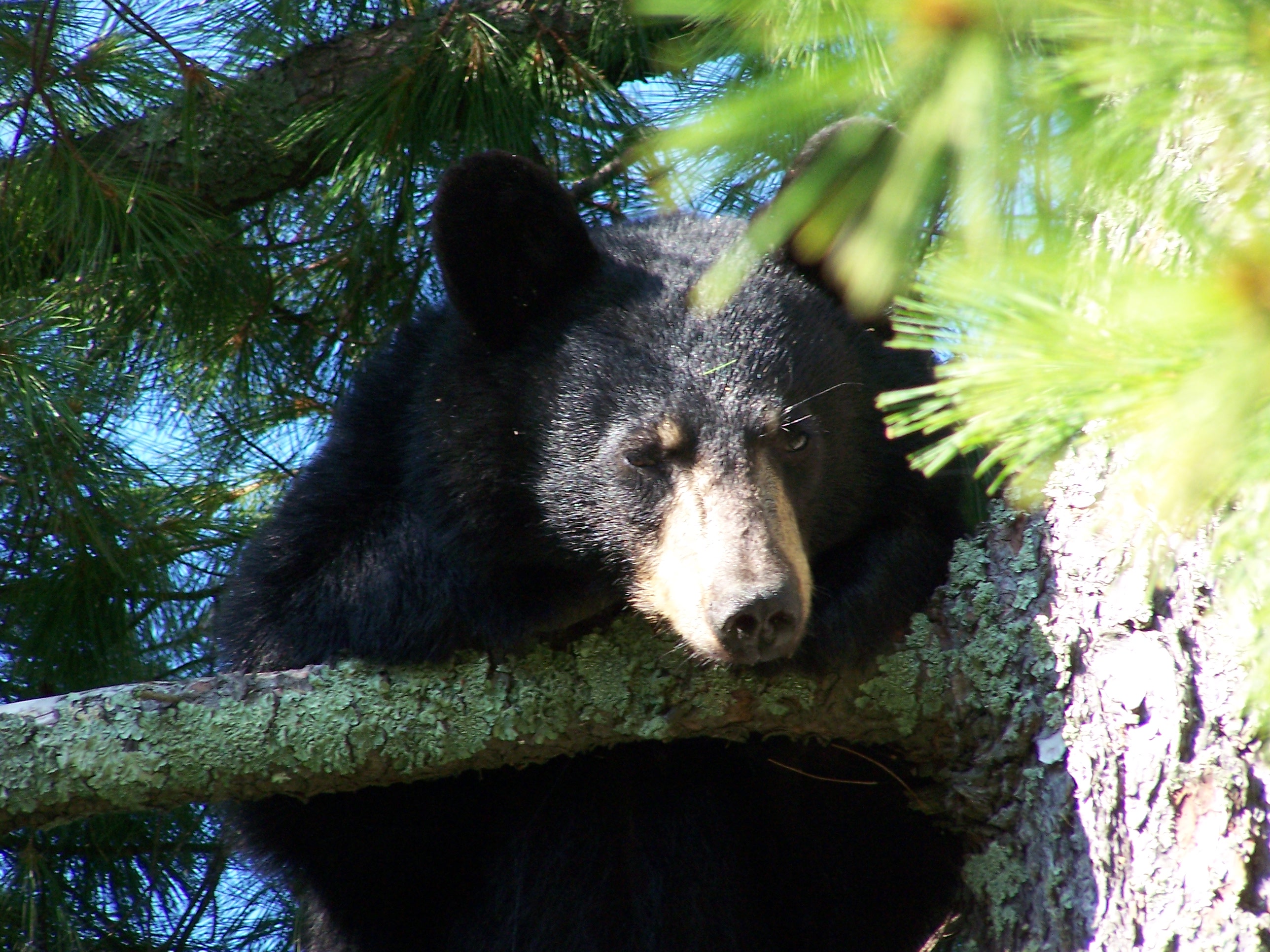 Black bear in tree A close up of a black bear's face as it sits in a white pine tree.