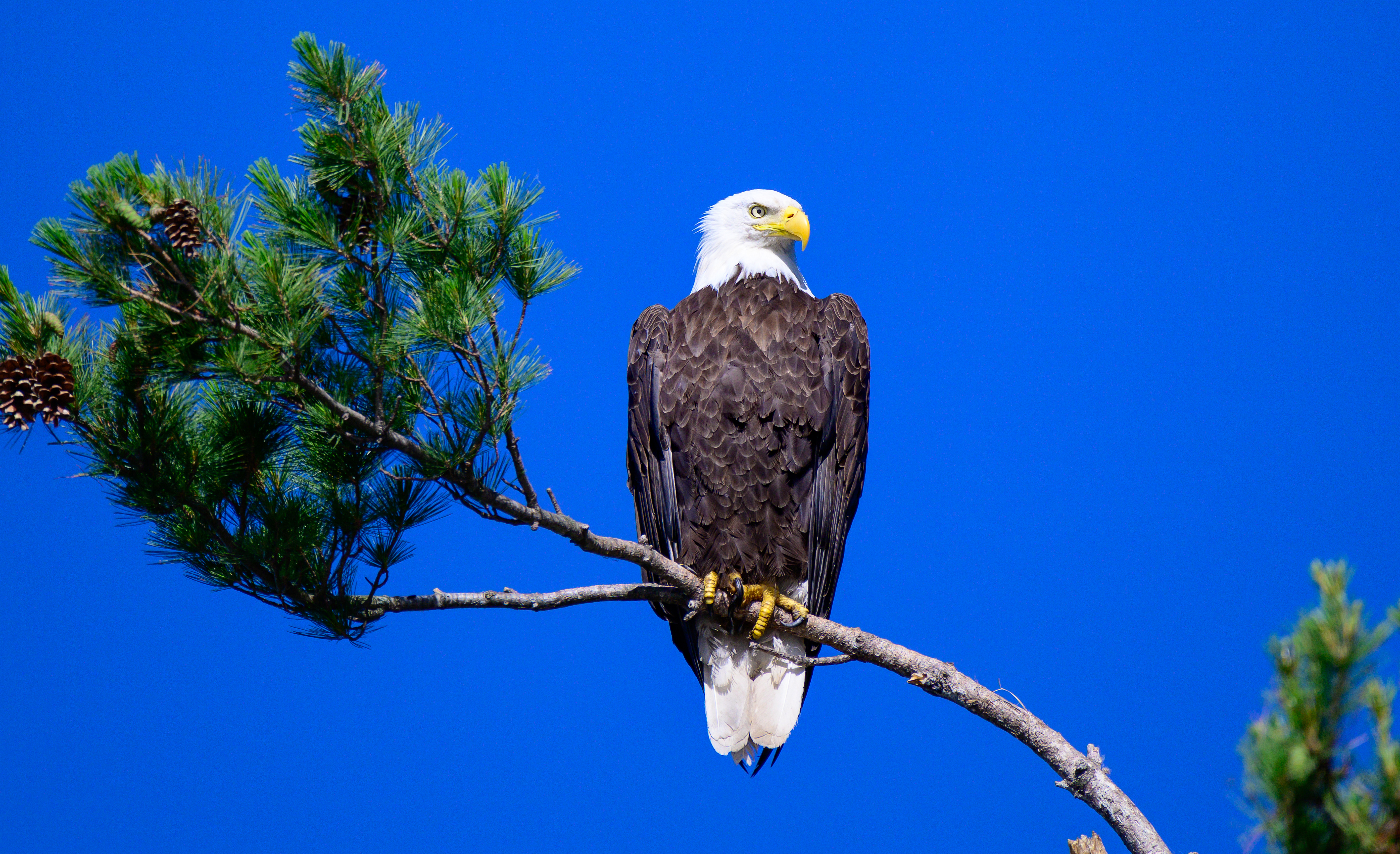 Bald eagle against blue sky Bald eagle against blue sky