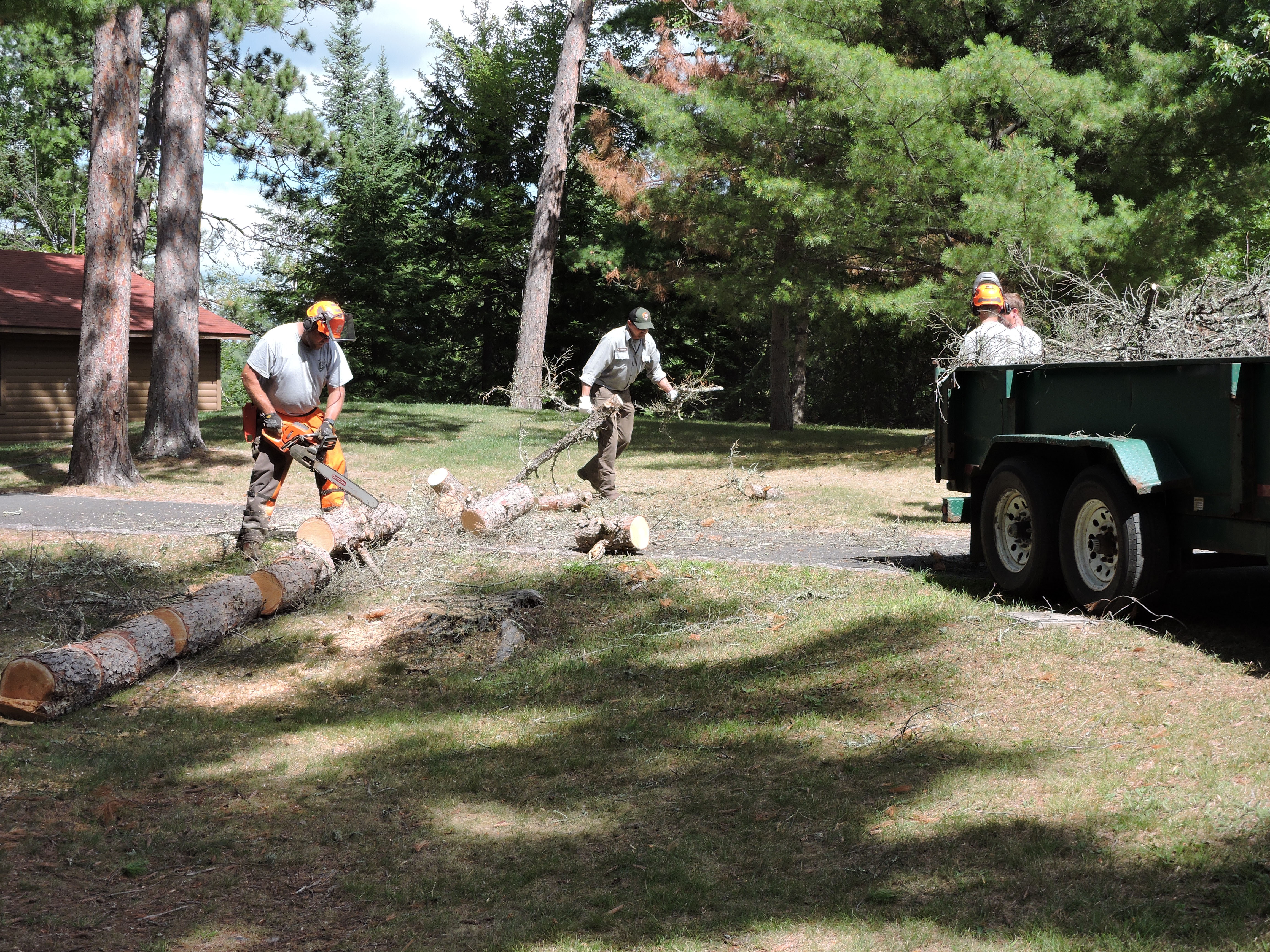 a worker wearing orange safety equipment and green and grey uniform uses a chain saw to cut a fallen tree.  Three other workers drag limbs and logs to a trailer for removal.