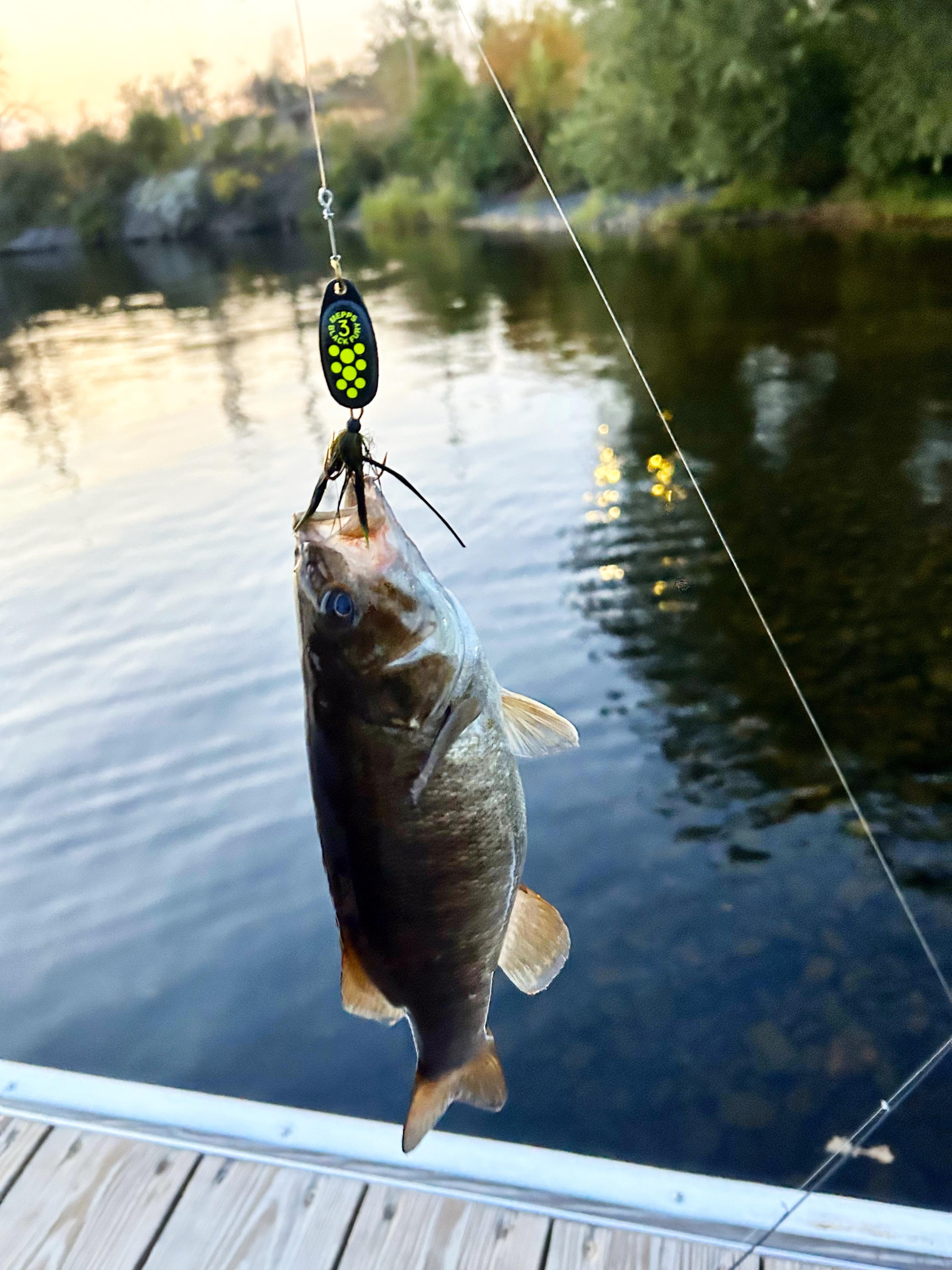 A Smallmouth Bass fish hangs from a line with a paddle-shaped lure in its mouth over a dock that overlooks a scenic lakeshore