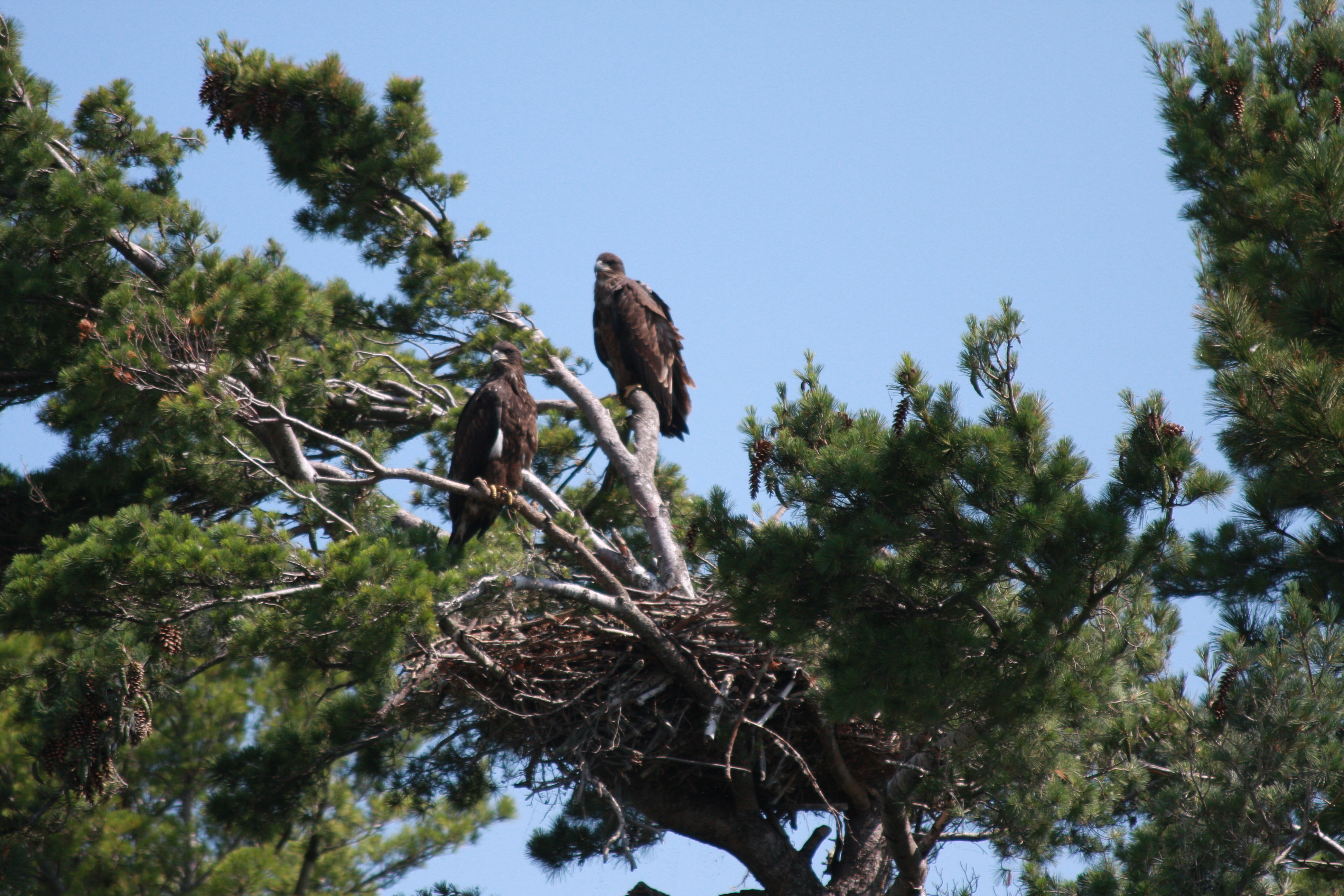 2 Juvenile Bald Eagles sit in the top of a tree above their nest.