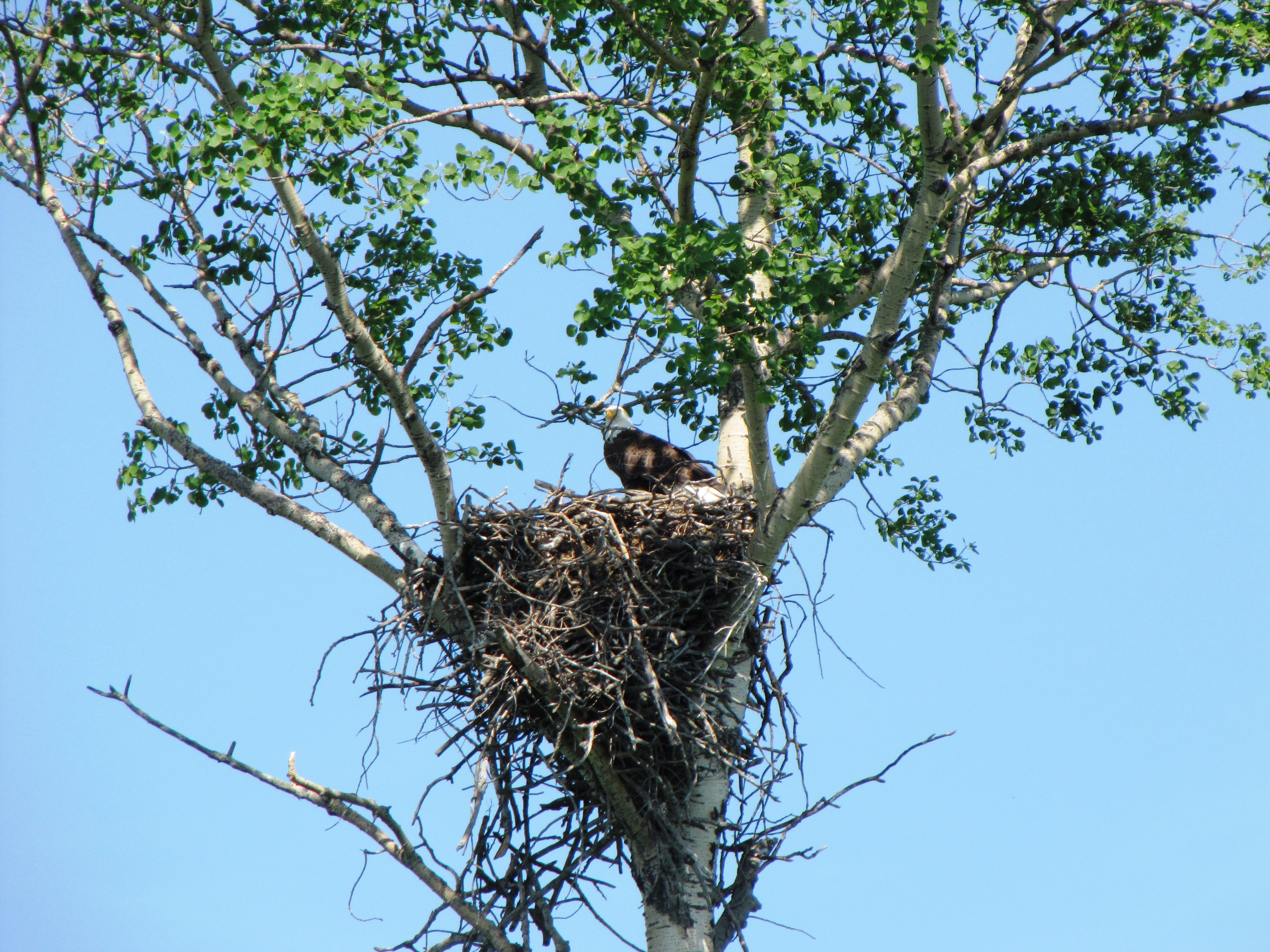 Eagle on nest in aspen tree