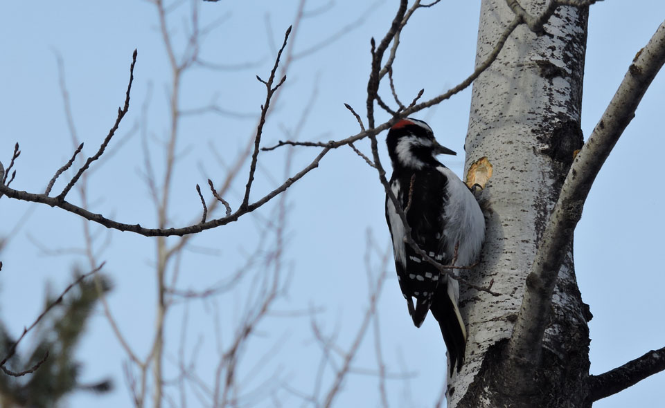 A black and white bird with a dash of red on its head pecking a hole in a aspen tree.
