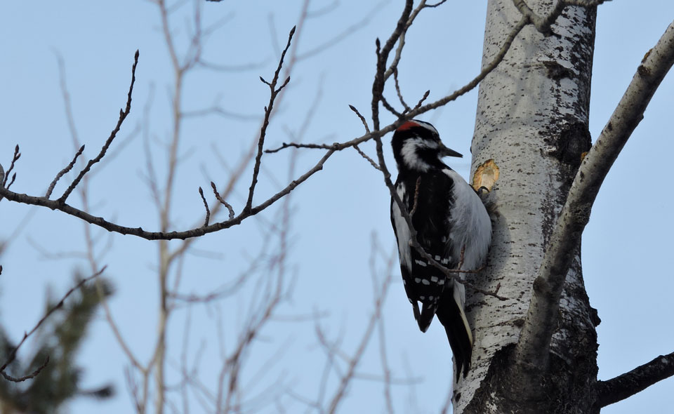 Hairy Woodpecker on Aspen tree A black and white bird with a dash of red on its head pecking a hole in a aspen tree.