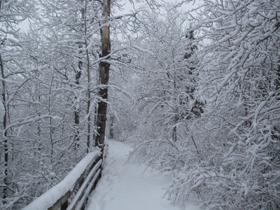 A snow covered trail