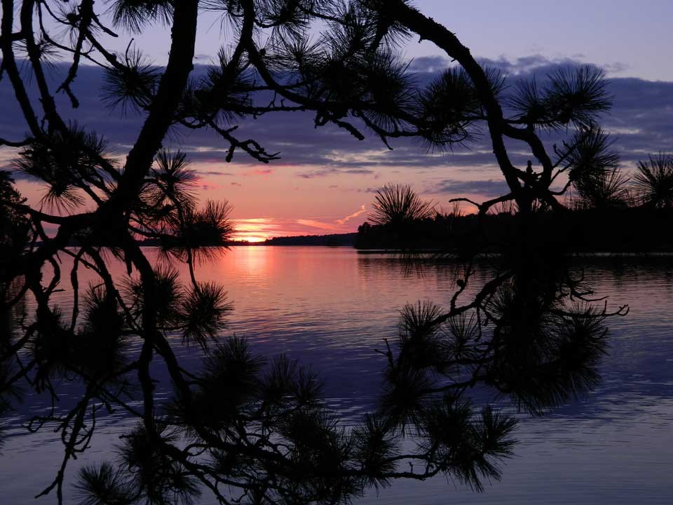 A purple and red sunset over a calm lake surface, viewed through the bows of a Jackpine. A purple and red sunset over a calm lake surface, viewed through the bows of a Jackpine.