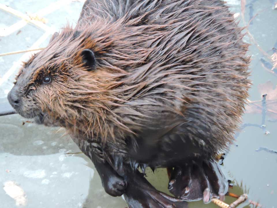 A close up of a beaver sitting on top of the ice