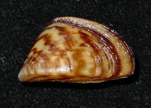 zebra mussel shell