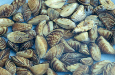 striped shells of zebra mussels in shallow water
