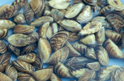 Zebra Mussel_ Amy Benson_USGS striped shells of zebra mussels in shallow water