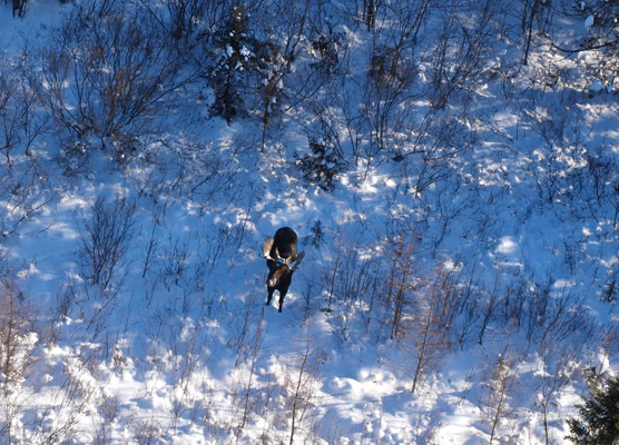 Bull moose from air