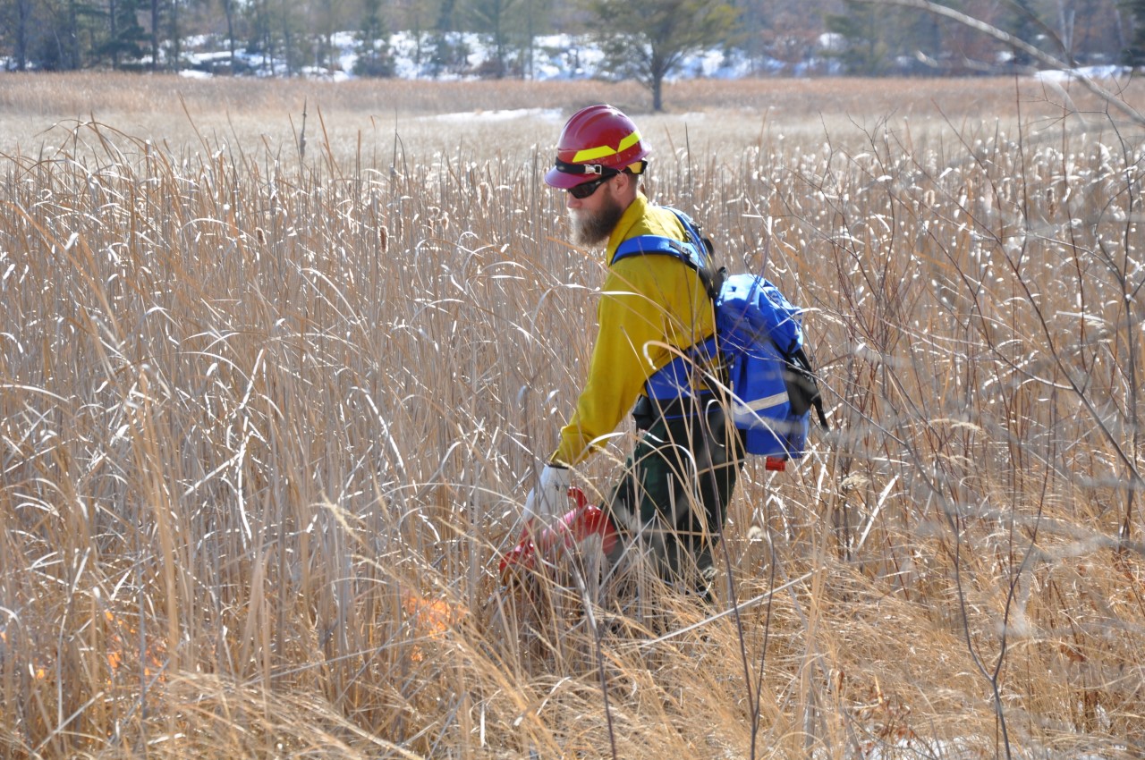 Cattail Burning A wildland firefighter in a yellow shirt and red hard hat holds a drip torch setting a mat of invasive cattail tops ablaze. Snow covers the ground and the blue sky above.