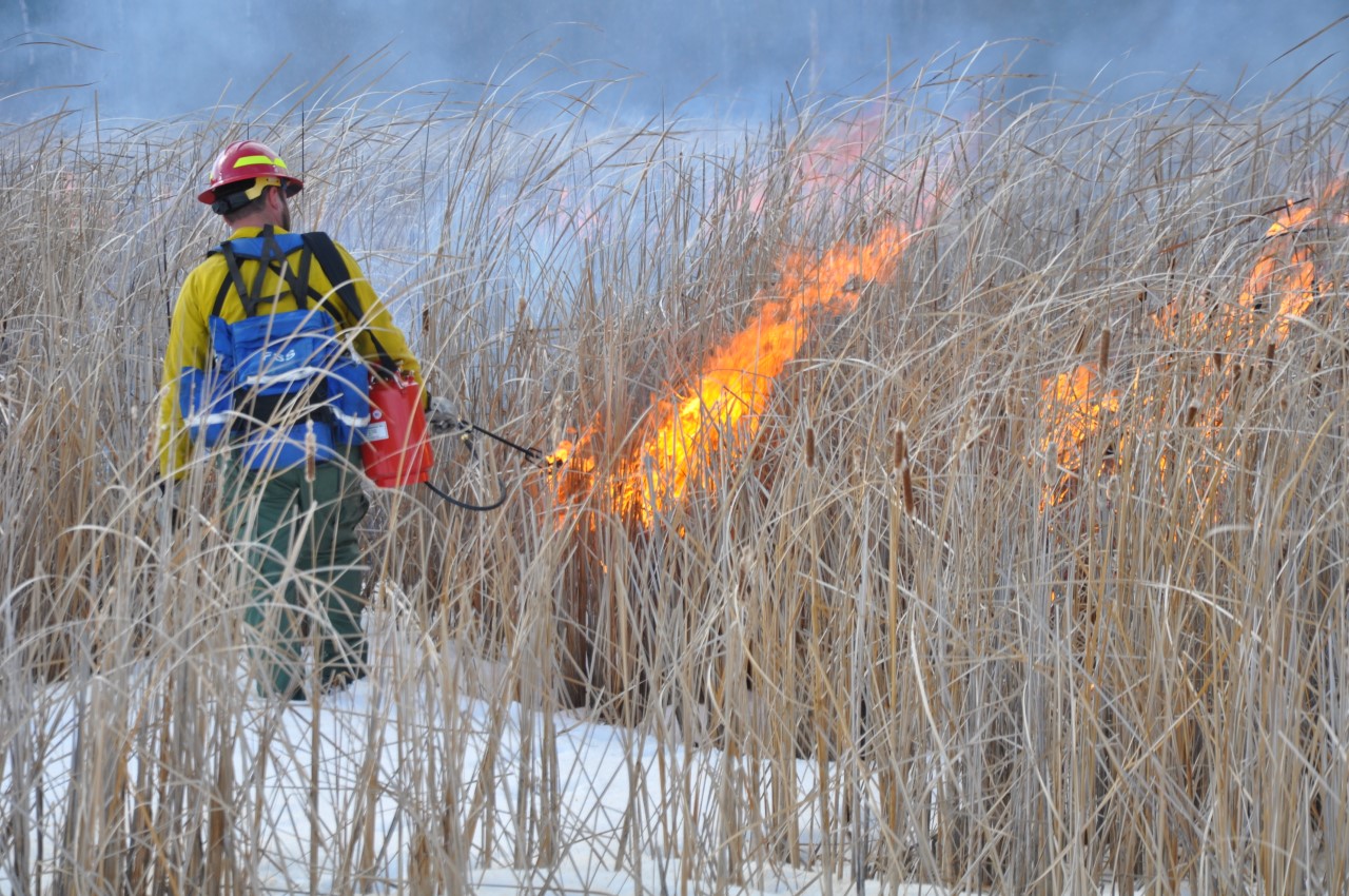 wildland firefighter ignites invasive cattales on a snow covered field