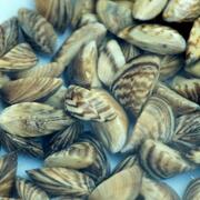 Zebra mussel veligers Zebra mussel veligers