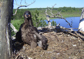 Young eaglet in a nest.