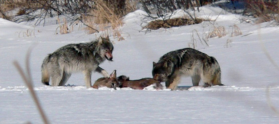 Fresh timber wolf kill