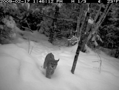 Lynx in the snow.