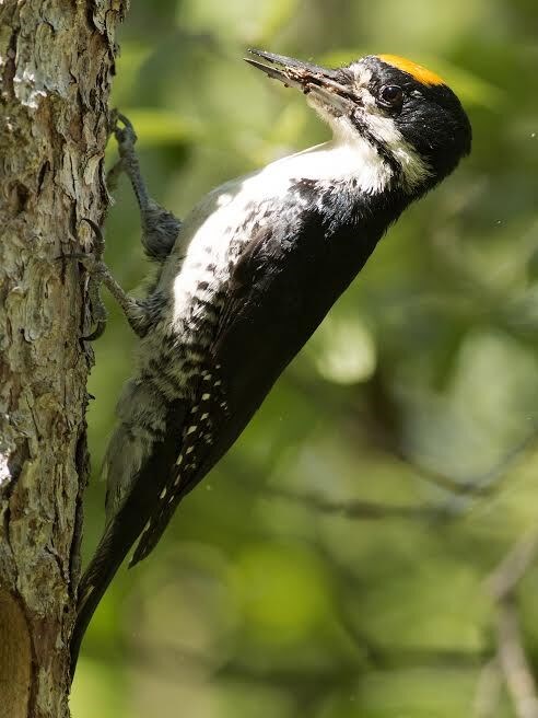 A black woodpecker with a yellow spot on it's head is on a tree.
