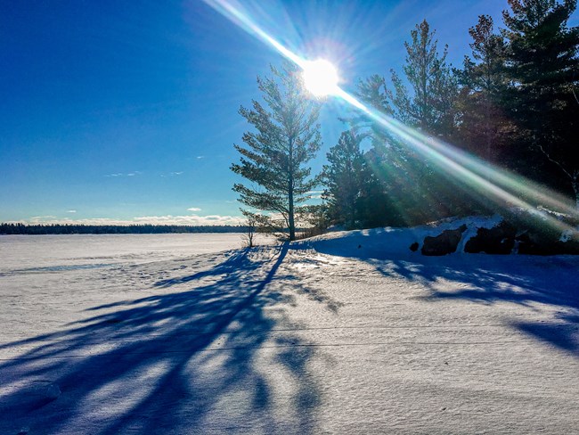Sun shining through pine tree on the shore of a frozen lake