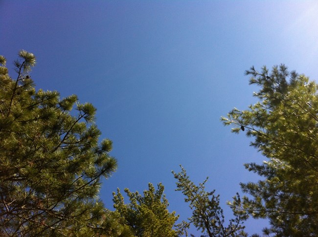 Trees and sky