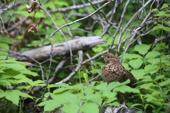 A Ruffed Grouse sits among plants on the ground